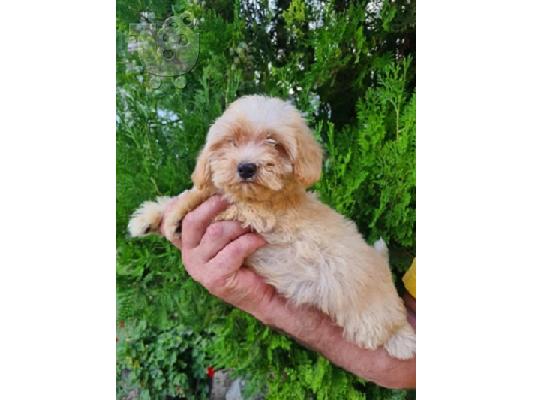 Κουτάβια Maltipoo